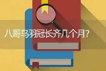 八哥鸟羽冠长齐几个月？