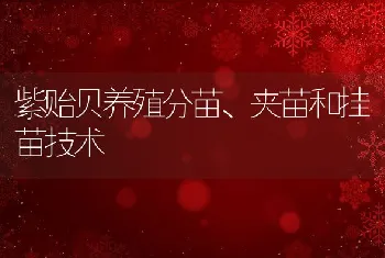 紫贻贝养殖分苗、夹苗和挂苗技术