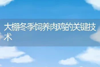 大棚冬季饲养肉鸡的关键技术