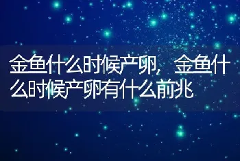 金鱼什么时候产卵，金鱼什么时候产卵有什么前兆