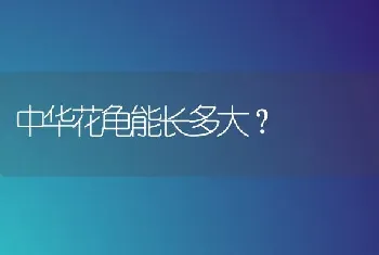 中华花龟能长多大？