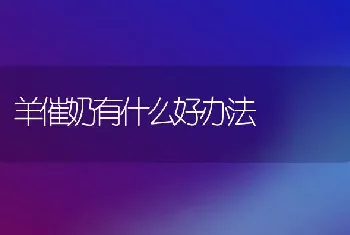 羊催奶有什么好办法