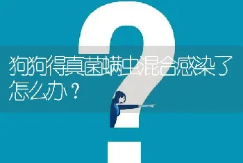 狗狗得真菌螨虫混合感染了怎么办？