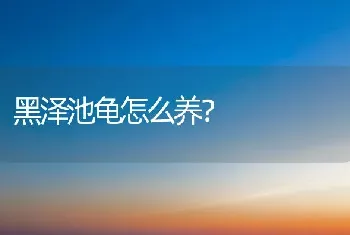 黑泽池龟怎么养？