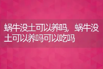 蜗牛没土可以养吗，蜗牛没土可以养吗可以吃吗