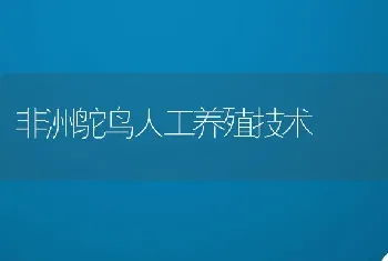 非洲鸵鸟人工养殖技术