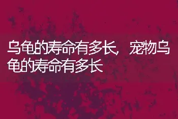 乌龟的寿命有多长，宠物乌龟的寿命有多长