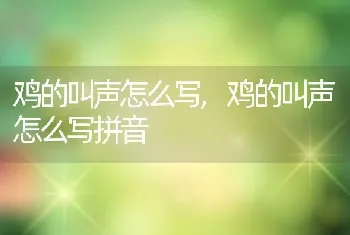 鸡的叫声怎么写，鸡的叫声怎么写拼音