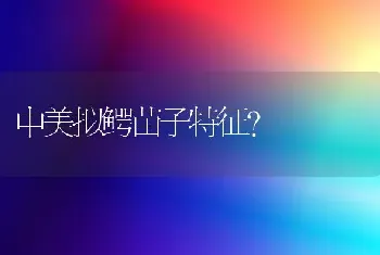 中美拟鳄苗子特征？