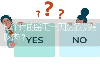 8个月的金毛一天吃多少鸡胸肉？