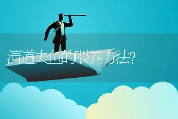 清道夫鱼的喂养方法？