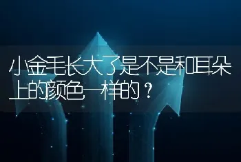 小金毛长大了是不是和耳朵上的颜色一样的？