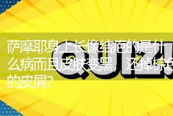 萨摩耶身上长像结疤的是什么病而且皮肤变黑，还掉棕色的皮屑？