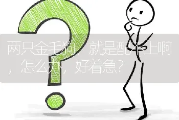 两只金毛狗，就是配不上啊，怎么办，好着急？