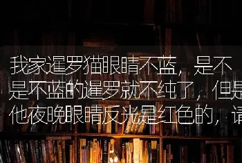 我家暹罗猫眼睛不蓝，是不是不蓝的暹罗就不纯了，但是他夜晚眼睛反光是红色的，请教下大家纯吗？