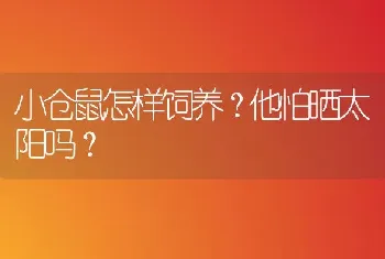 小仓鼠怎样饲养？他怕晒太阳吗？