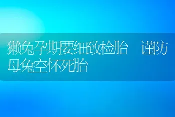 獭兔孕期要细致检胎谨防母兔空怀死胎