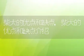 柴犬的优点和缺点，柴犬的优点和缺点介绍