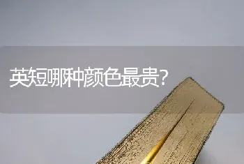 约克夏犬是最难养的狗？