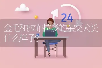 金毛和拉布拉多的杂交犬长什么样子？