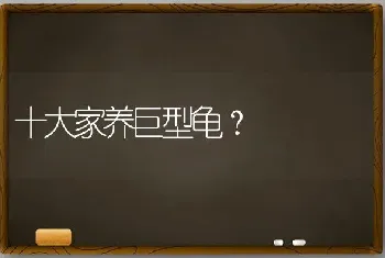 十大家养巨型龟？