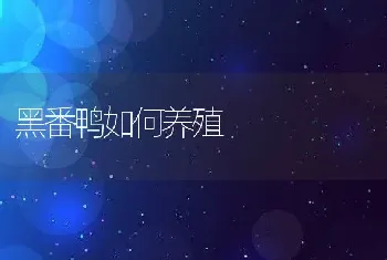 黑番鸭如何养殖