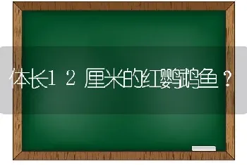 体长12厘米的红鹦鹉鱼？