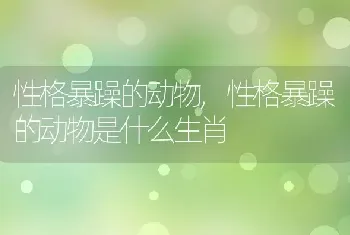 性格暴躁的动物，性格暴躁的动物是什么生肖