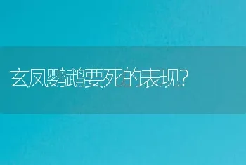 玄凤鹦鹉要死的表现？