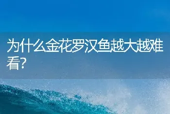 为什么金花罗汉鱼越大越难看？