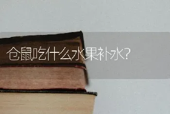 仓鼠吃什么水果补水？