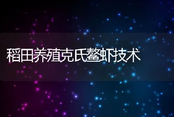 稻田养殖克氏鳌虾技术