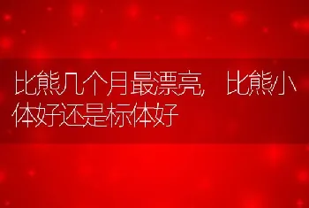 比熊几个月最漂亮，比熊小体好还是标体好