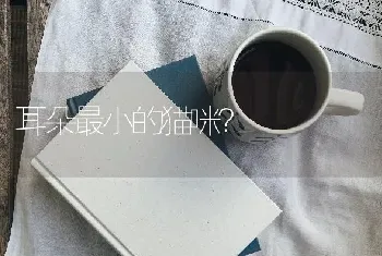 耳朵最小的猫咪？