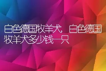 白色德国牧羊犬，白色德国牧羊犬多少钱一只