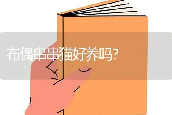 布偶串串猫好养吗？