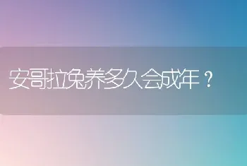 安哥拉兔养多久会成年？