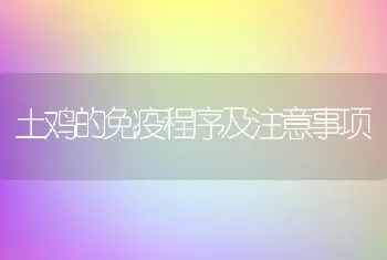 土鸡的免疫程序及注意事项