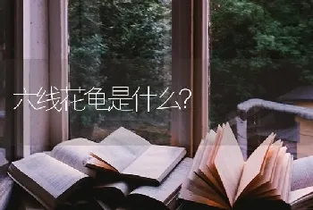 六线花龟是什么？