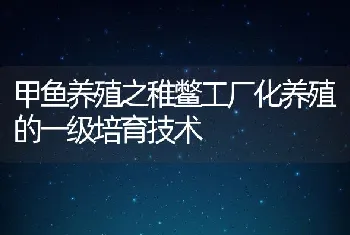 甲鱼养殖之稚鳖工厂化养殖的一级培育技术