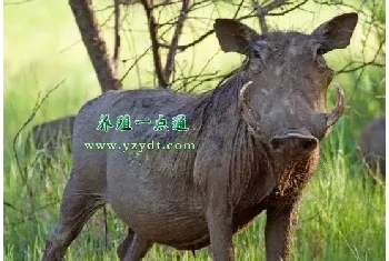 野猪的品种分布和生理特性