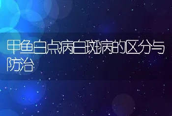 甲鱼白点病白斑病的区分与防治