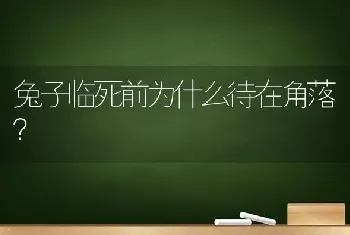 兔子临死前为什么待在角落？