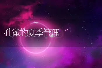 孔雀的夏季管理