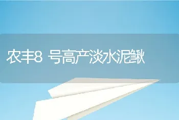 农丰8号高产淡水泥鳅