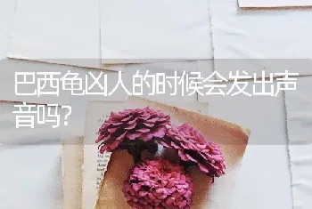 巴西龟凶人的时候会发出声音吗？