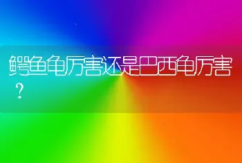 鳄鱼龟厉害还是巴西龟厉害？