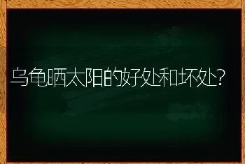 乌龟晒太阳的好处和坏处？