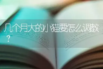 几个月大的小猫要怎么调教？