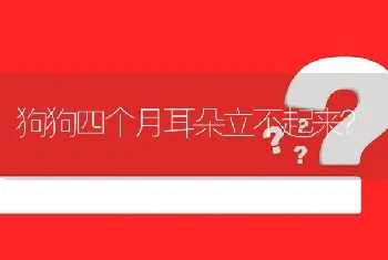 狗狗四个月耳朵立不起来？